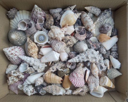 1kg mixed sizes - 1kg, grades