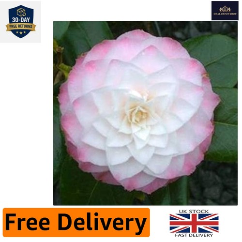 Evergreen white camellia - evergreen,