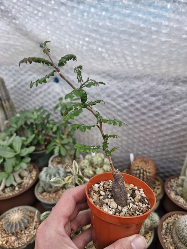 Livesucculent plant - livesucculent,