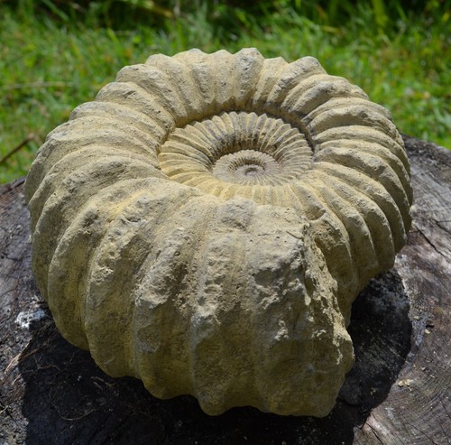 Ammonite fossil frost - , proof