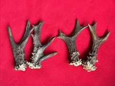 2 PAIRS OF FANCY ROE DEER