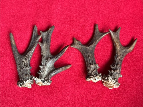 Pairs fancy roe deer - pairs,