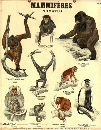 Primates anatomy vintage - primates, a3