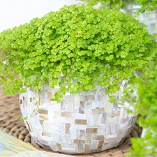 Soleirolia soleirolii Helxine