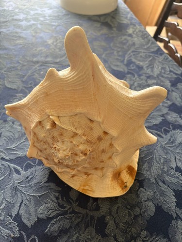 Large conch shell for