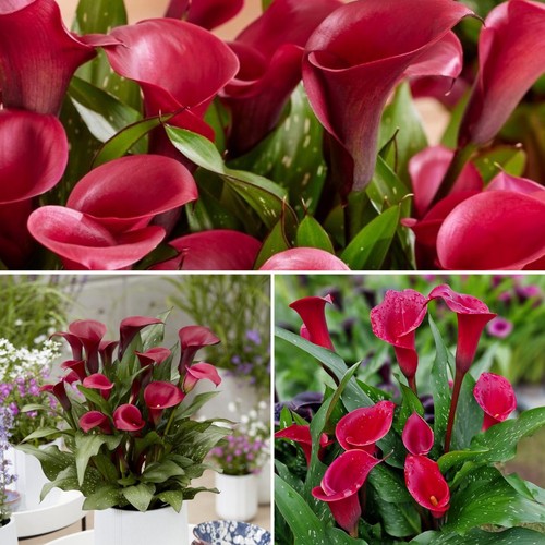 Zantedeschia - (, calla