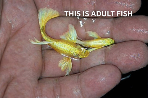 Live 24k full gold fry - +,
