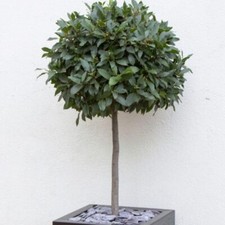 Bay Laurel Tree - Elegant