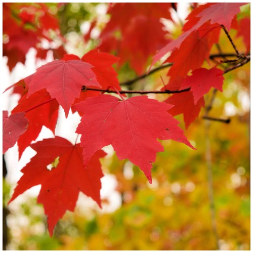 Acer rubrum red maple - rubrum, tree
