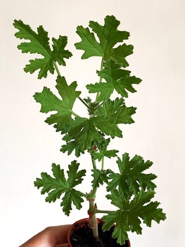 Pelargonium westerlund rose - pelargonium, dr