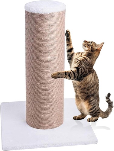 Jumbo cat scratching - ca&t,