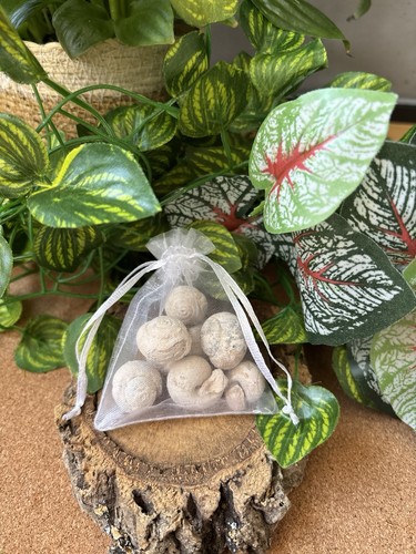 50g moroccan gastropod fossils - moroccan,