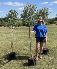 Eucalyptus 'Azura' Small Hardy Evergreen Screening Tree, dwarf habit, easy prune