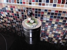 Teviotdale Bird : Blackbird on