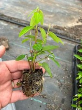 Euphorbia Diamond Frost x5