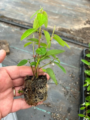 Euphorbia diamond frost - diamond, x3