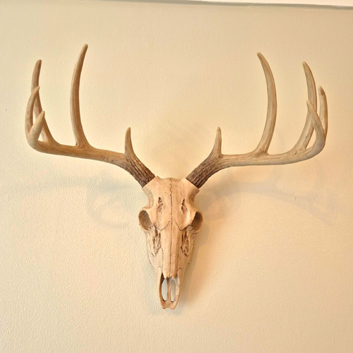 Wall mounted stag skull head - skull,