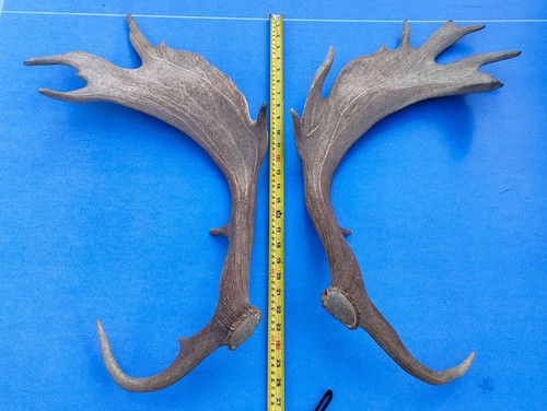 Fallow antlers good large - fallow,