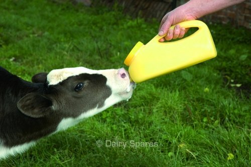 Milkbar calf feeding bottle - feeding, &