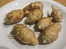 Jerusalem Artichoke White