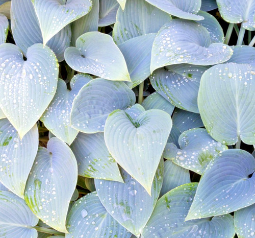 Hosta halcyon plantain - plantain, lily
