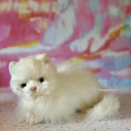 Sugar the cat ty - sugar,