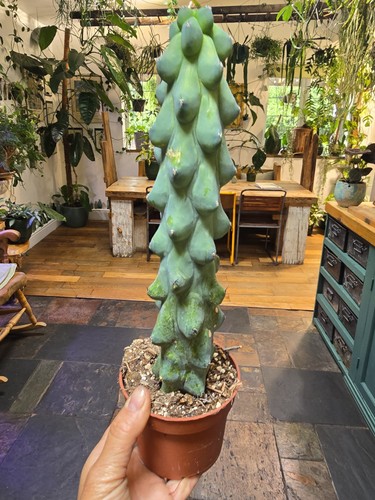 Myrtillocactus boobie to - myrtillocactus, xl