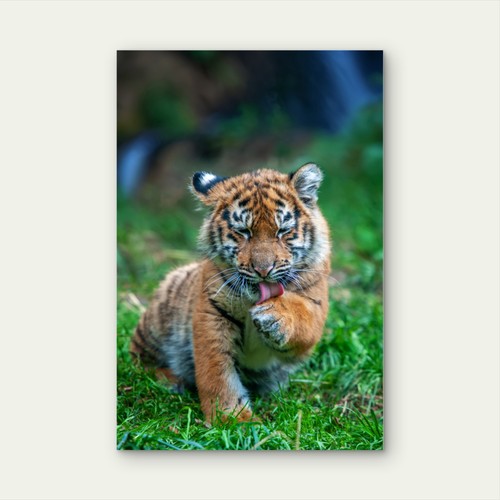 Cute tiger cub licking - cute, paw