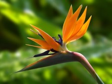 Strelitzia reginae The Bird of