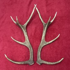 PAIR OF RED DEER ANTLERS
