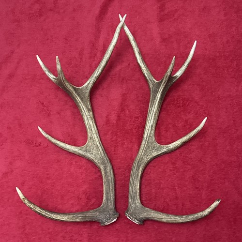 Pair red deer - of, antlers