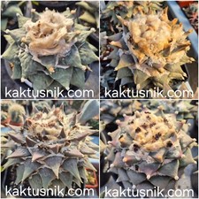 Ariocarpus  ret. mix  20seeds