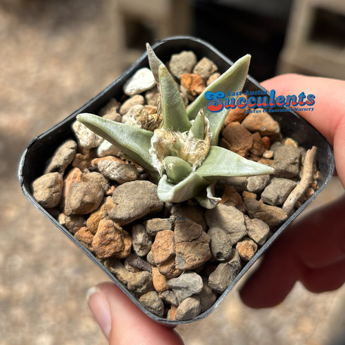Ariocarpus retusus mina san - ariocarpus,