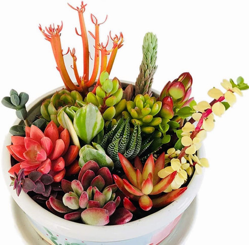 Assorted succulent cuttings - 10,