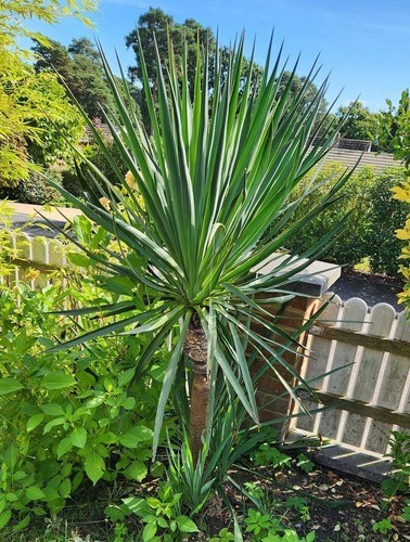 Yucca rostrata 145cm pick up - rostrata,