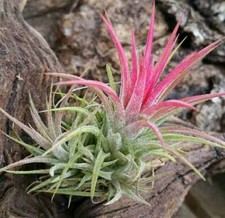 Air plant - IONANTHA RUBRA - Red Tillandsia - easy care house airplant
