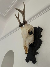 Antlers on top half of skull 438 Real Taxidermy mounted interior design
