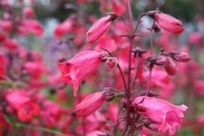 3X PERENNIAL PENSTEMON GARNET