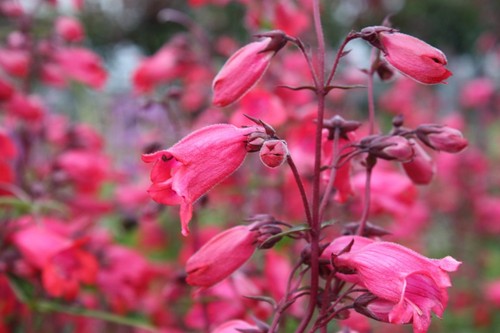 Perennial penstemon garnet - 3x,