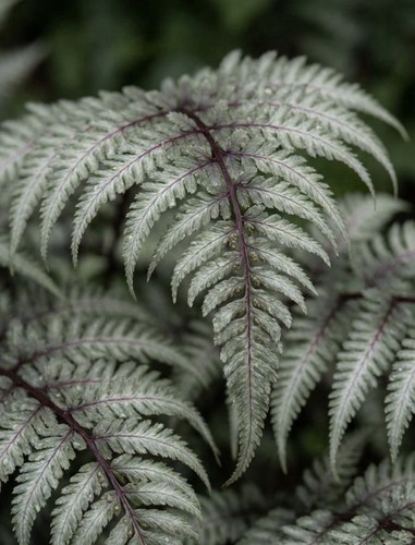 Athyrium niponicum - 2, x