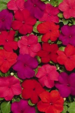 BUSY LIZZY IMPATIENS SUPER ELFIN XP HOT MIX 100 SEEDS