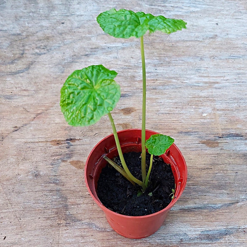 Wasabi plants the real - wasabi, deal