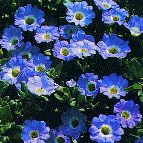 Nolana blue bird - 'blue, succulent