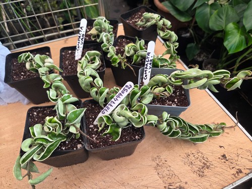 Hoya carnosa compacta - hoya,