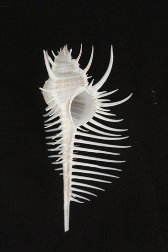 Venus comb murex - comb',
