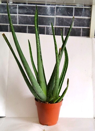 Aloe vera potted plant - (aloe),