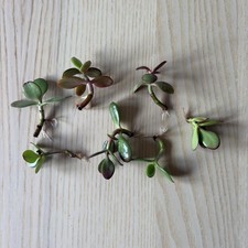 Rooted jade plant cuttings - jade,