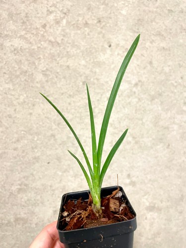 Cymbidium australian midnight - australian,