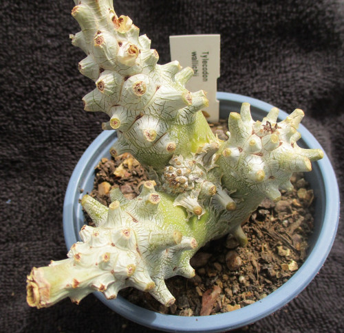 Tylecodon wallichii nice - -,