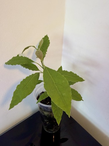 Giant avocado baby - 🥑giant,